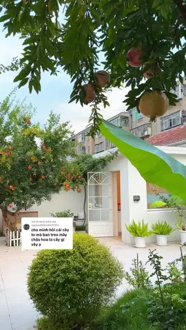 Trả lời @nguyenthikimlinh199x  Cây lựu mùa nào cũng đẹp #thietkenoithatnhome #thietkenhapho #thietkenhaphodepchome #thietkenhaphodep 