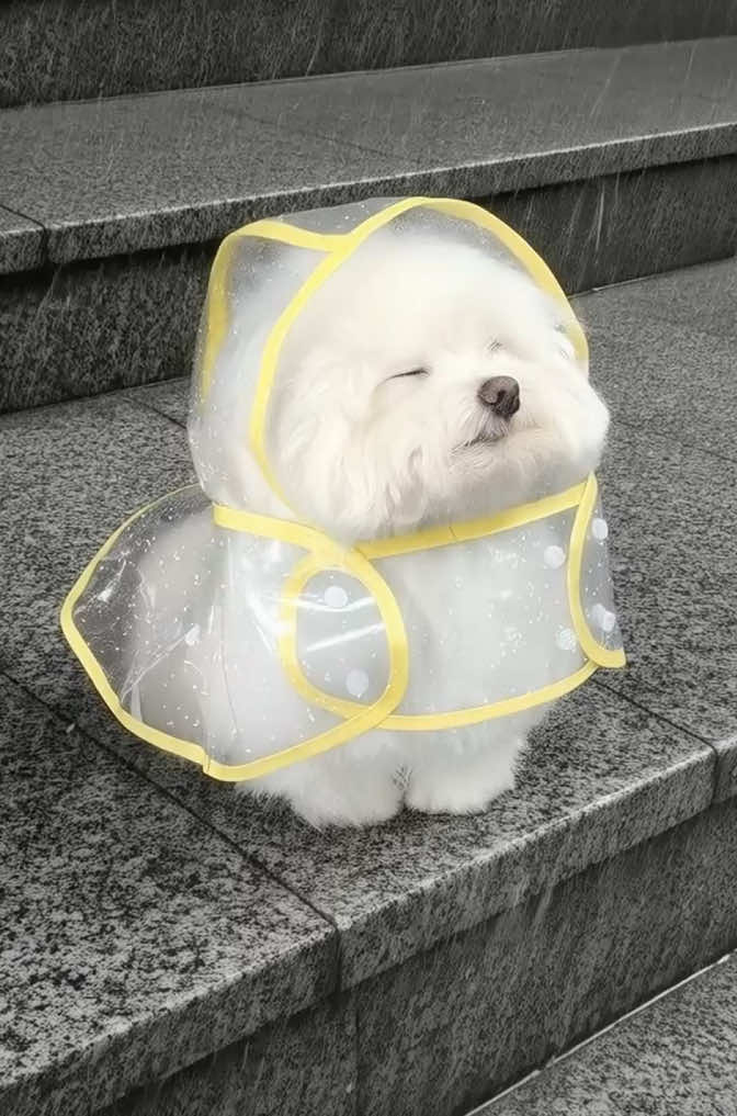😍穿雨衣散步，小小身影超吸睛！😍Strolling in a Raincoat, the Tiny Figure is Incredibly Eye-Catching! 😍비옷을 입고 걷는 그녀의 작은 몸매가 정말 눈길을 끌네요! 😍Berjalan dengan jas hujan, sosok kecilnya begitu menarik perhatian! 😍Andando de capa de chuva, sua pequena figura é tão chamativa! 😍レインコートを着て歩く彼女の小さな姿は、とても目を引く！ 😍रेनकोट पहने हुए, उसका छोटा सा फिगर बहुत ही आकर्षक है! 😍Bước đi trong chiếc áo mưa, dáng người nhỏ nhắn của cô bé thật bắt mắt! 😍تمشي وهي ترتدي معطفًا واقيًا من المطر، شكلها الصغير ملفت للنظر للغاية! #馬爾濟斯#maltese#maltesepuppy#dograincoat#rainydays  cartoon  المالينو  #
