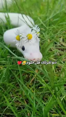 #شعب_الصيني_ماله_حل😂😂 @تــ⃪𔘓̸ـ⃪ـوتوﯡ🎀. 