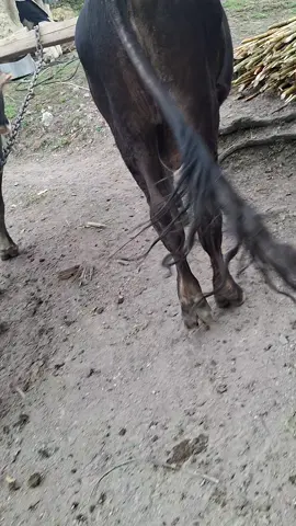 moliendo la caña para la miel y arreando la yunta🐃🐃 .despues de 20 años 