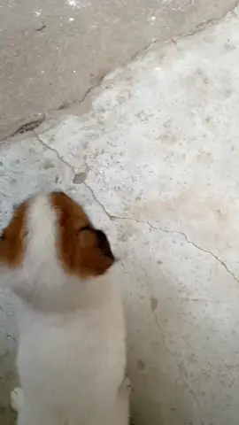 今の子犬も触れないよ#viral #foryou #puppy #creatorsearchinsights #cute #犬好きと繋がりたい #犬のいる暮らし #小奶狗 
