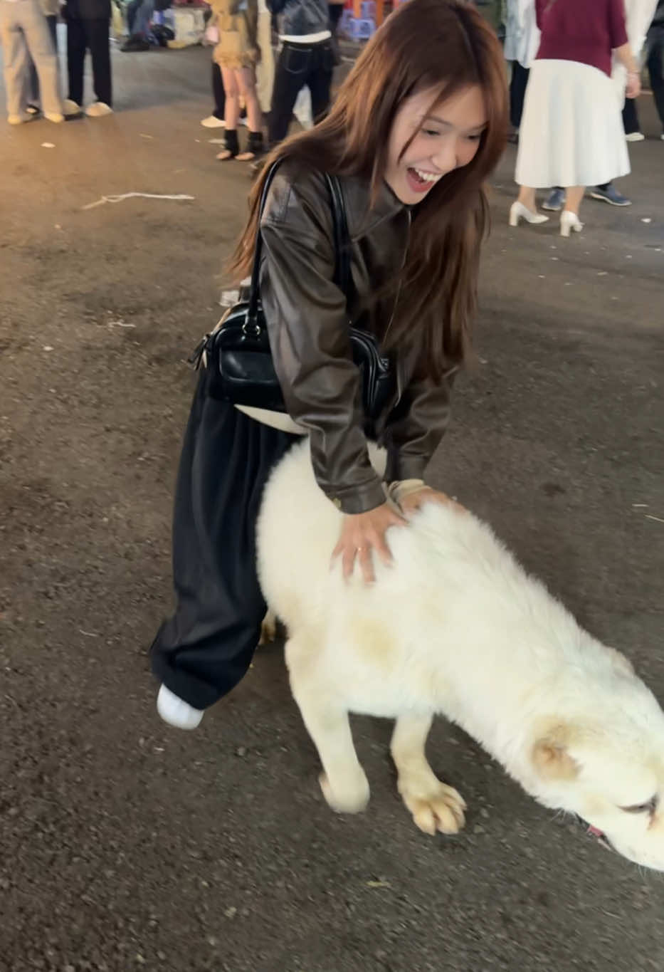 Doris the biggest dog in vietnam dalat