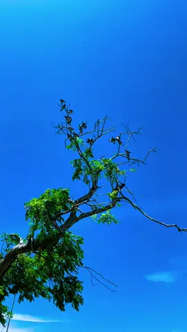 ডানার মতোই তুমি, যে আমাকে আকাশ ছোঁয়ার শক্তি দেয়। #fyp #bdtiktokofficial #trending #birds #viral 
