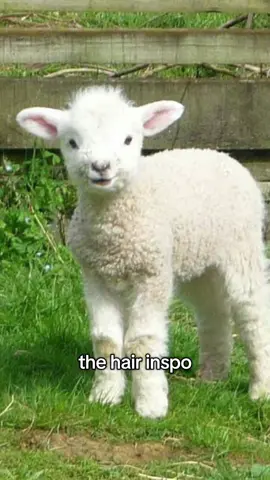 little curly lamb why do you have straight bangs you silly little buddy!! although they are most perfect on you!!