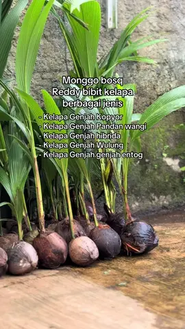 Kami petani/penangkar bibit kelapa menyediakan Bibit Kelapa Unggul dengan kualitas terjamin dan bergaransi Ready berbagai jenis bibit kelapa, dantaranya: - Kelapa Genjah Kopyor - Kelapa Genjah Pandan wangi - Kelapa Genjah hibrida - Kelapa Genjah Wulung - Kelapa Genjah genjah entog - Kelapa Geniah Nias - Kelapa Genjah Gading/Bulan Pengiriman bisa diantar sampai lokasi atau sampai depan rumah info & pemesanan bisa langsung dm atau wa/telp : 0857-0969-3466