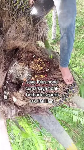apalah dayaku sebagai ninja sawit😔#ninja #ninjasawit #sawitindonesia #fyp #fy 