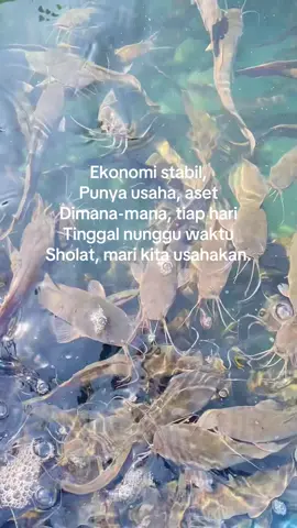 Bismillah🤲🏻#budidayalele #petanilelemuda #ternaklele #farm #lelekonsumsi 