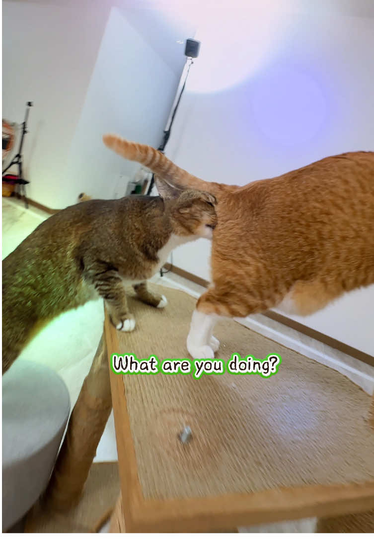 Oh my god #cat #funnycat #bajiecat #egypt #cutecat 