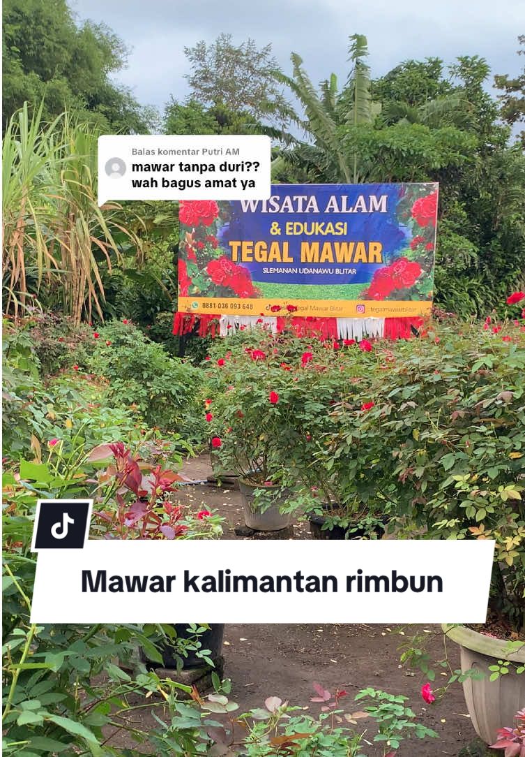 Membalas @Putri AM mawar tanpa duri mawar Kalimantan atau mawar medan ID Red Valentine #tegalmawarblitar #kabupatenblitar #blitarjawatimur #blitar24jam #mawarkalimantan 