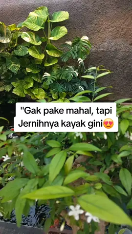 mau bikin kolam koi kayak gini? cus hub admin ya. #DesainKolam #kolamkoi #kolamnatural #kolamkoiminimalis #koi 