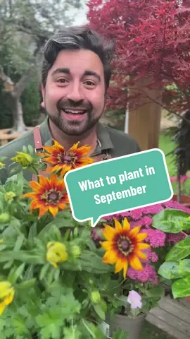The ground is still warm enough in September to be able to pop in some final plants. My gardening tips for beginner gardeners will show you my top 3 plants you can still put in the ground or pots in your garden in September. These hardy plants will flower for a few more months but will come back year after year. #gardeningtips #gardeningforbeginners #planttips #sedum #geranium 