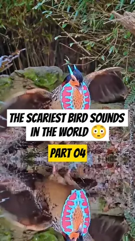 The scariest bird Sounds   in the world 😳 #unitedstatesofamerica🇺🇸 #wildlife #amazinganimals #foryoupage #amazon 