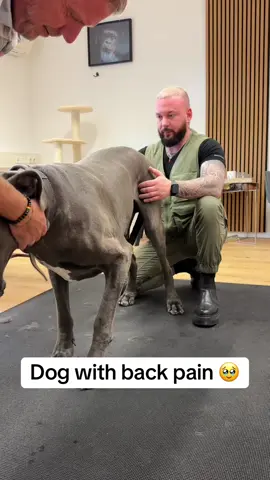 Dog with back pain 🥹🥹🥹 • • • #foryou #asmr #animal #chiropractortiktok #hundeauftiktok 