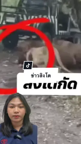 เหตุสลด สิงโตขย้ำเจ้าหน้าที่ #สิงโต #ข่าวtiktok #ข่าวสด #ซาฟารีเวิลด์ #สวนสัตว์ 