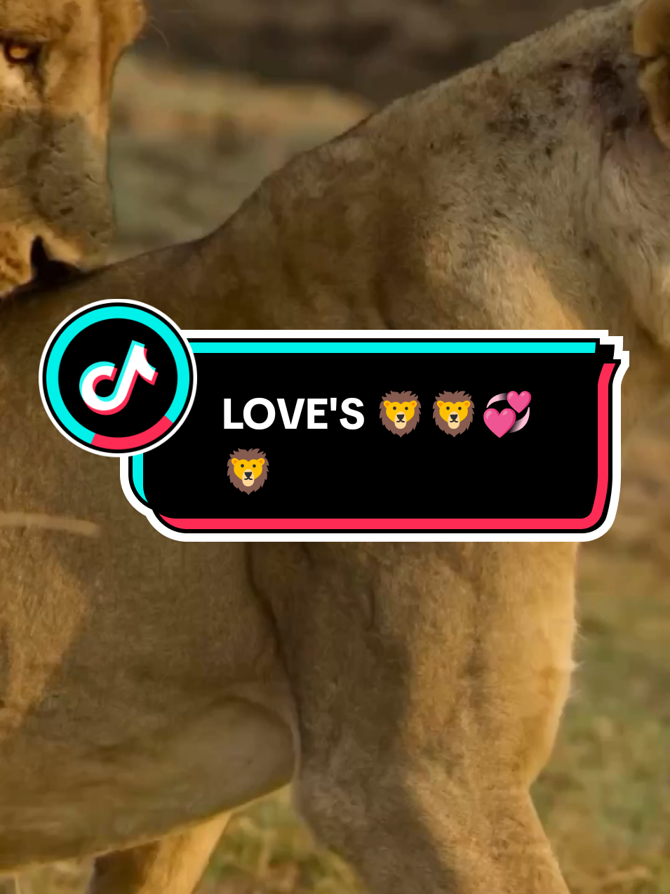 💞🦁 LOVE'S 🦁💞@Adel💋 Zone @Adel💋 Zone #Love #1million #trending #fyp #foryoupage 