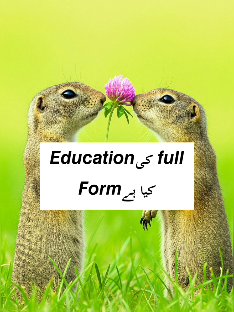 𝙛𝙪𝙡𝙡 𝙛𝙤𝙧𝙢 𝙤𝙛 𝙚𝙙𝙪𝙘𝙖𝙩𝙞𝙤𝙣 #fyp #foryou #learnenglish #usa #english 