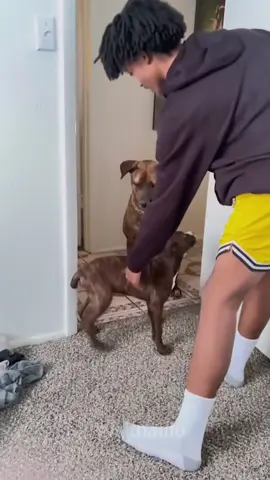 Watch This Mom Dog Parenting Win!👏🏻🐕 #dog#dogsoftiktok #doglover #funny #funnyvideos #foryou #fypage #fypツ #funnydog #funnytiktok #dogs