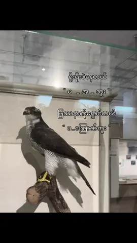 😄#flypシ 
