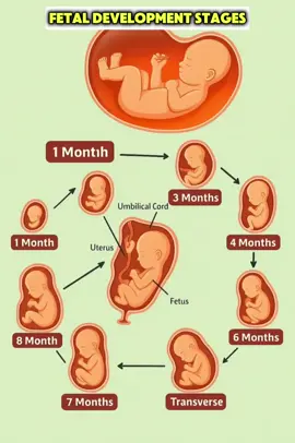 Fetal development stages month by month #pregnancy #pregnantlife #babydevelopment #pregnancyjourney #fetusgrowth 