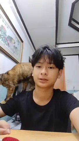 her usual spot #cats #asian #fyp #maz 