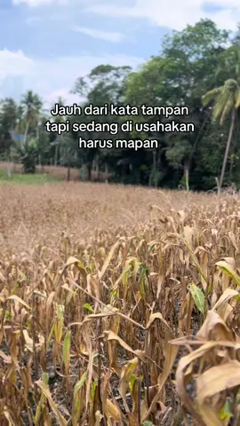 #petanigenz #petanijagung🌽 #petaniindonesia🇮🇩🇮🇩🇮🇩🌿🌿 