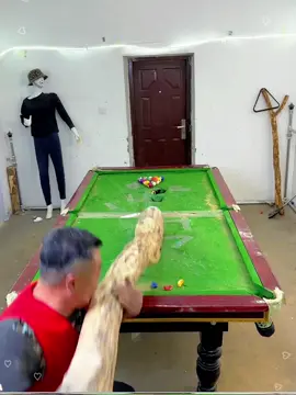 Funny Billiards Moments #funny #billiards #foryou #fyp #usa 