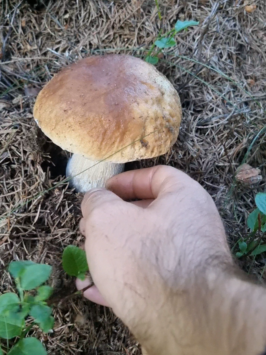 #foraging #wildmushrooms #boletus #mushrooms #hribi 