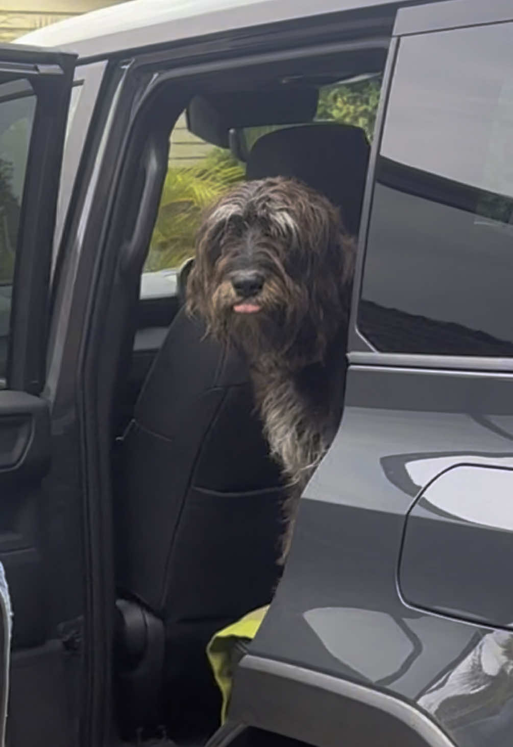 Do normal dogs jump out of cars without any issues? 