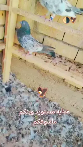 #لعيونكم_حبايب_قلبي♡🧤🙋 #مصنع_الرجآل #لايك_متابعه_اكسبلور #رائيكم_يهمني @عباس السوداني ✪ @محمد الجنابي @راوي🇰🇼❗🔕 @🦅✅مروان ابن الفلوجه ✅🦅2 @حمودي ابن الرمادي لعيون الابطال ♥👉
