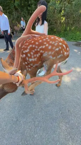 🦌：Human, can you help me scratch my itch? #deer #lovely #cute 