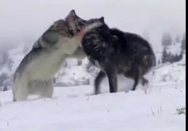 #combat de loup 