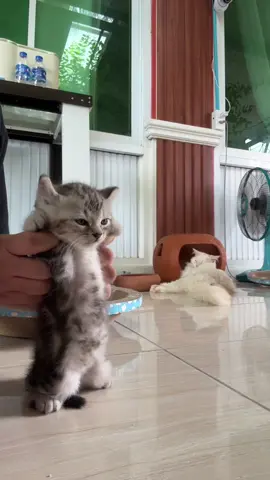 น้องฮาโจ๋ (หูบิน)กับ ฮาวี่(หูตั้ง) มาโชว์แดนซ์  #fyp #catsoftiktok #อเมริกันเคิร์ล #อเมริกันช๊อตแฮร์ #cat 