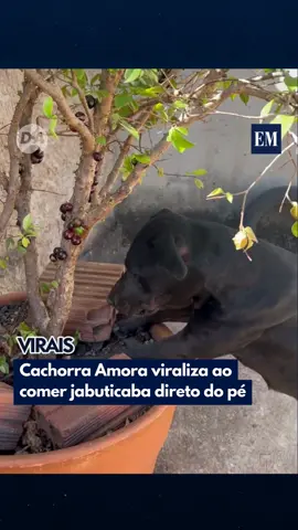 🐶 Amora e sua paixão por… jabuticaba! Um vídeo pra lá de fofo viralizou nas redes mostrando Amora, uma cachorrinha que tem um gosto nada comum: ela ama jabuticaba! Desde filhote, a pet tem o hábito de comer a fruta direto do pé — e faz isso com toda alegria do mundo! Nas imagens, Amora aparece empolgada colhendo jabuticabas fresquinhas, para a diversão dos tutores e dos internautas. O vídeo encantou tanta gente que virou um dos assuntos mais comentados, com seguidores compartilhando histórias de pets com gostos alimentares bem inusitados. 🎥 Reprodução | @reginavasconcelos15 (ig) | @myhoodbr #EM #EstadodeMinas #PortalUai #Pets #Cachorra #Jabuticaba #Fruta