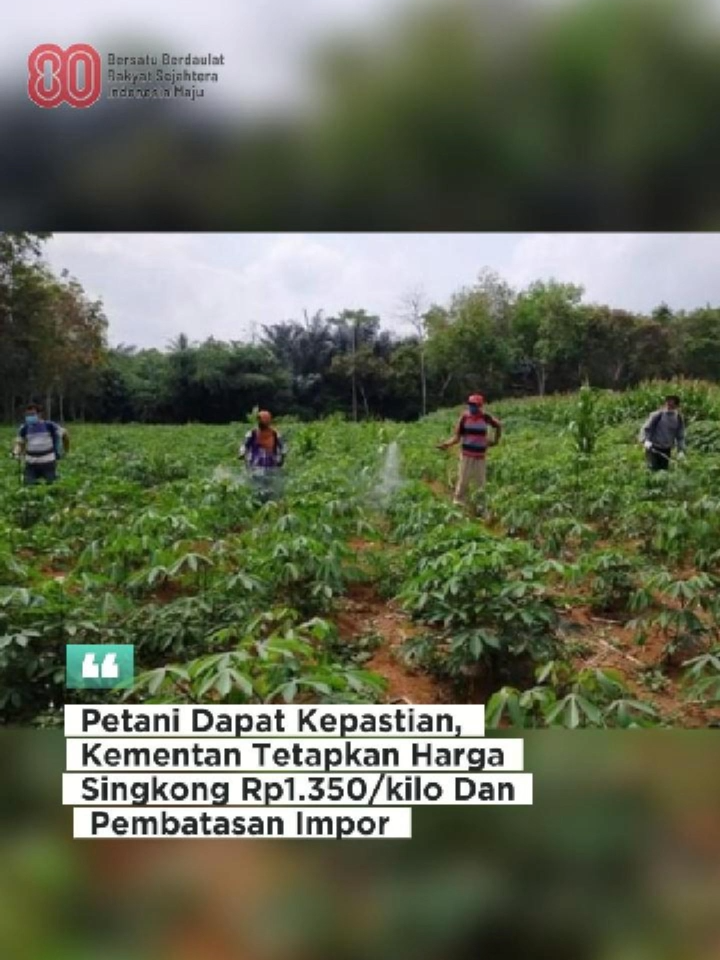 Kementerian Pertanian melalui Direktorat Jenderal Tanaman Pangan menetapkan kesepakatan harga ubi kayu sekaligus aturan pembatasan impor tepung tapioka dan jagung. Ketetapan ini tertuang dalam Surat Nomor B-2218/TP.220/C/09/2025 yang ditandatangani Direktur Jenderal Tanaman Pangan, Supriadi Sastro, pada Selasa (9/9/2025). Dalam surat tersebut dijelaskan, kesepakatan merupakan hasil rapat koordinasi antara Gubernur Lampung, Bupati Lampung Utara Hamartoni Ahadis, Bupati Lampung Tengah Ardito Wijaya, Bupati Lampung Timur Ela Siti Nuryamah, dan Bupati Mesuji Elfianah serta tindak lanjut rapat petani dan perusahaan tapioka bersama Menteri Pertanian pada 31 Januari 2025. Baca berita selengkapnya di https://www.rmollampung.id/kementan-resmi-batasi-impor-dan-tetapkan-harga-singkong-rp1350-per-kg  #Lampung #kementan #gubernurlampung