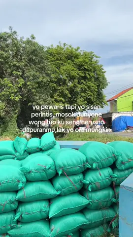 mudeng ta gak #fyp #petaniindonesia🇮🇩🇮🇩🇮🇩🌿🌿 #petanimilenial #gabahbalap🌾 
