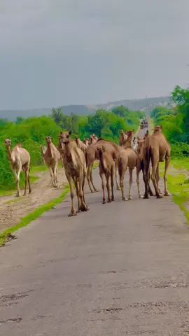 Tharparkar ♥️🫶#Naveedbaloch #Na #tredingvidio #trendingsongs #foryou 