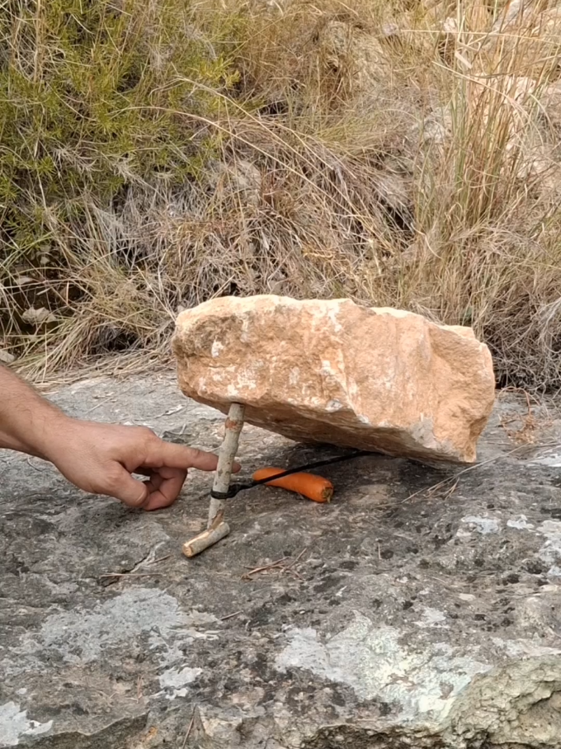Trap #bushcraft #trap #bushcrafting #survival 