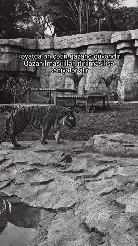 #rp #story 