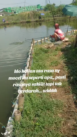 Masih di buka spot harian, empang bang #Rocky #kopiegemoy, jaernila ikan emas angkut... pintu air wear3, bkt Marunda #pypシ 