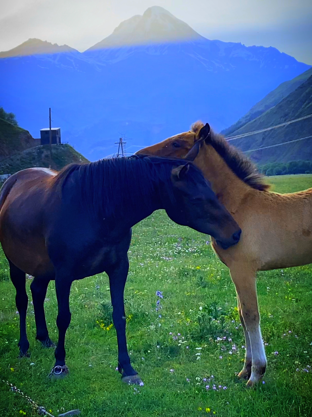 „მოხევეს სადღეგრძელო“  #QERA #გოდერძი #ჩოხელიჩემი ბალღობა გამახსენდა და ტირილი მამინდა. ბალღები სუფთა იბადებიან, ადამიანებს მერე გვემღვრევა სული. თანდათან ცოდვებით მღვრიე ცხოვრებას ვუერთდებით. მანამ სული სუფთა გვაქვს, გული სუფთა გვაქვს, სუფთა საქმეებს ვაკეთებთ და ისე არ ავიმღვრევით, რო ვეღარ ვგებულობთ საით მივდივართ, რატო და რისთვის მივდივართ. მანამდე გაგვიმარჯვას!  