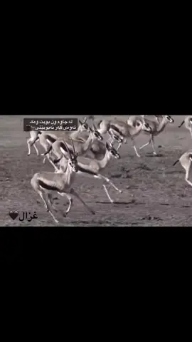 #acc #غەزال 