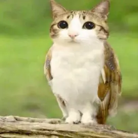 #meowl 