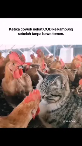 Drama COD. #meme #memekucing #kucinglucu #ayam #cod #catlover #asupanmeme #memes #cat #catsoftiktok #fyp #pov #mk #relateable 
