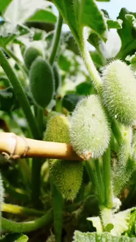 Quelle est cette plante #france #france🇫🇷 #tik_tok #popular #plants 