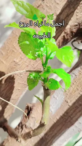 الطبيعي #