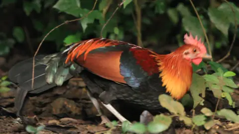Ayam Hutan #ayam #chick #forest #foryou #fyp 