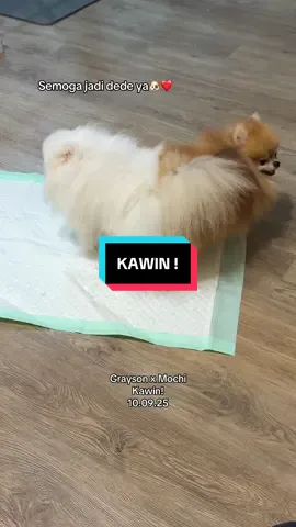 Akhirnya duo bucin ini kawin🐶❤️ #fyp #doglovers #minipom #pomeranian #dogsoftiktok 