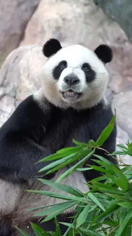 Coconut đây mại dô mại 🥥😝 #kuku #khockhoc #panda 