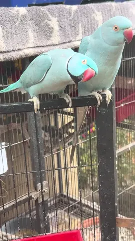 Just loving#talkingparrot🦜🦜🦜🦜🦜 #parrotsoftiktok #indianringneckparrot #parrotlover #happyhusband 