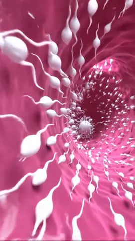 Fertilization process inside view 🤰.#fertilization #fertilityegg #conceive #womb #fetus 